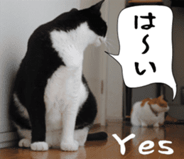 sticker japan cat&gin Photo version 6 sticker #13927503