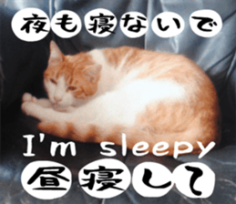 sticker japan cat&gin Photo version 6 sticker #13927505