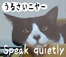 sticker japan cat&gin Photo version 6 sticker #13927506