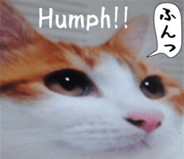 sticker japan cat&gin Photo version 6 sticker #13927508