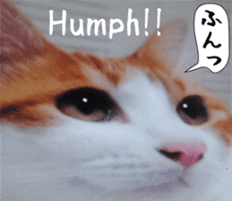 sticker japan cat&gin Photo version 6 sticker #13927508