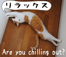 sticker japan cat&gin Photo version 6 sticker #13927511