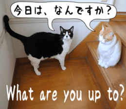 sticker japan cat&gin Photo version 6 sticker #13927513