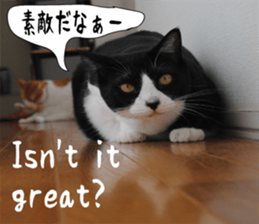 sticker japan cat&gin Photo version 6 sticker #13927514