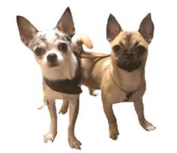 Boncray and Perona sticker #13929273