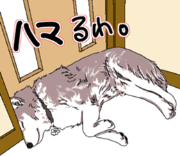 husky dog stamp sticker #13930388