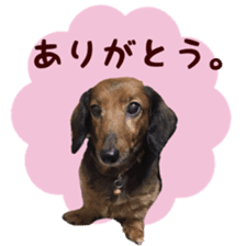 Lovely Dog,Chako. sticker #13931294
