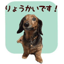 Lovely Dog,Chako. sticker #13931295