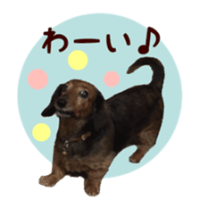 Lovely Dog,Chako. sticker #13931301