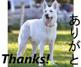The White Shepherd Dog! ENGLISH ver.(P)1 sticker #13934846