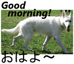 The White Shepherd Dog! ENGLISH ver.(P)1 sticker #13934847