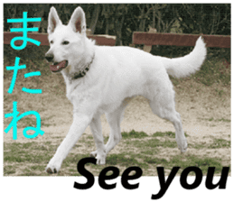 The White Shepherd Dog! ENGLISH ver.(P)1 sticker #13934848