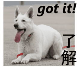 The White Shepherd Dog! ENGLISH ver.(P)1 sticker #13934854