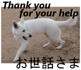 The White Shepherd Dog! ENGLISH ver.(P)1 sticker #13934857