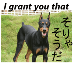 The White Shepherd Dog! ENGLISH ver.(P)1 sticker #13934858