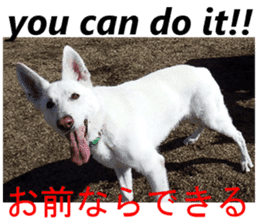 The White Shepherd Dog! ENGLISH ver.(P)1 sticker #13934863
