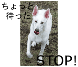 The White Shepherd Dog! ENGLISH ver.(P)1 sticker #13934866