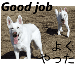 The White Shepherd Dog! ENGLISH ver.(P)1 sticker #13934869