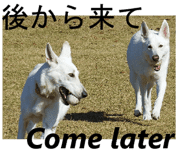 The White Shepherd Dog! ENGLISH ver.(P)1 sticker #13934870