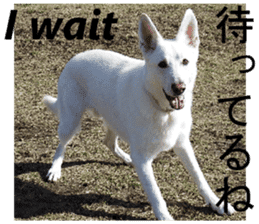 The White Shepherd Dog! ENGLISH ver.(P)1 sticker #13934871