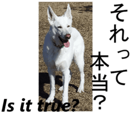 The White Shepherd Dog! ENGLISH ver.(P)1 sticker #13934872