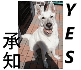 The White Shepherd Dog! ENGLISH ver.(P)1 sticker #13934876