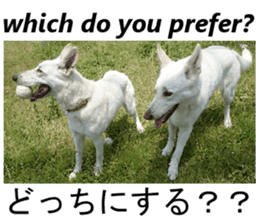 The White Shepherd Dog! ENGLISH ver.(P)1 sticker #13934878