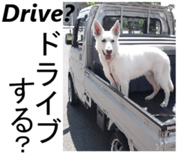 The White Shepherd Dog! ENGLISH ver.(P)1 sticker #13934880