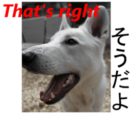 The White Shepherd Dog! ENGLISH ver.(P)1 sticker #13934884