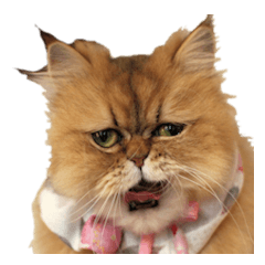 Adagio's Cats New Year ver.