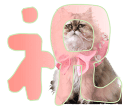 Adagio's Cats New Year ver. sticker #13939591