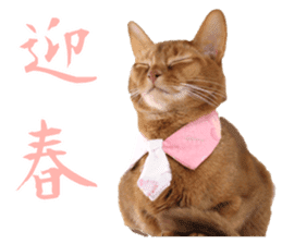 Adagio's Cats New Year ver. sticker #13939592