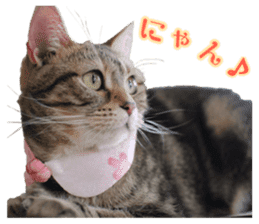 Adagio's Cats New Year ver. sticker #13939593