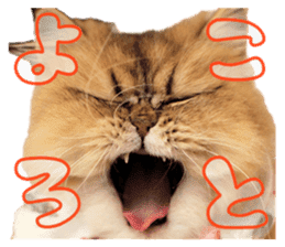 Adagio's Cats New Year ver. sticker #13939596