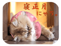 Adagio's Cats New Year ver. sticker #13939597
