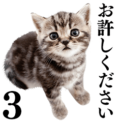 Cat Photo Stickers 03