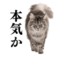 Cat Photo Stickers 03 sticker #13949744