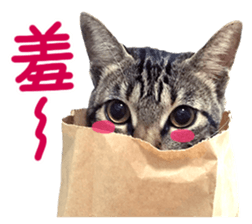 The real cats of the sinkcomic sticker #13951056