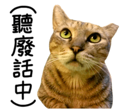 The real cats of the sinkcomic sticker #13951057