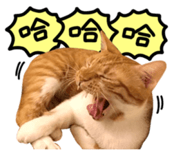 The real cats of the sinkcomic sticker #13951059