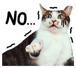 The real cats of the sinkcomic sticker #13951060