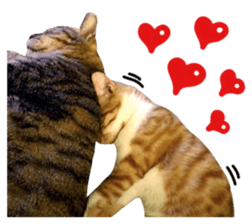 The real cats of the sinkcomic sticker #13951070