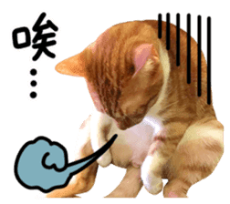 The real cats of the sinkcomic sticker #13951073