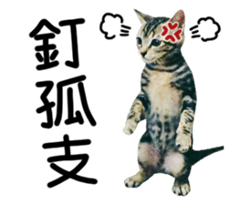 The real cats of the sinkcomic sticker #13951074