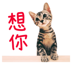 The real cats of the sinkcomic sticker #13951075