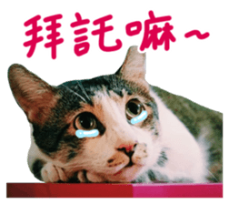 The real cats of the sinkcomic sticker #13951077