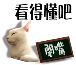 Soybean Milk! A white cat with blue eyes sticker #13951494