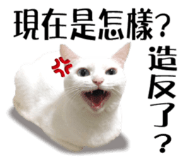 Soybean Milk! A white cat with blue eyes sticker #13951496