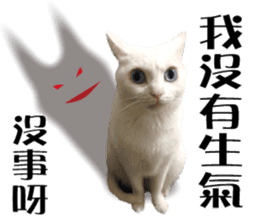 Soybean Milk! A white cat with blue eyes sticker #13951497