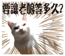 Soybean Milk! A white cat with blue eyes sticker #13951500